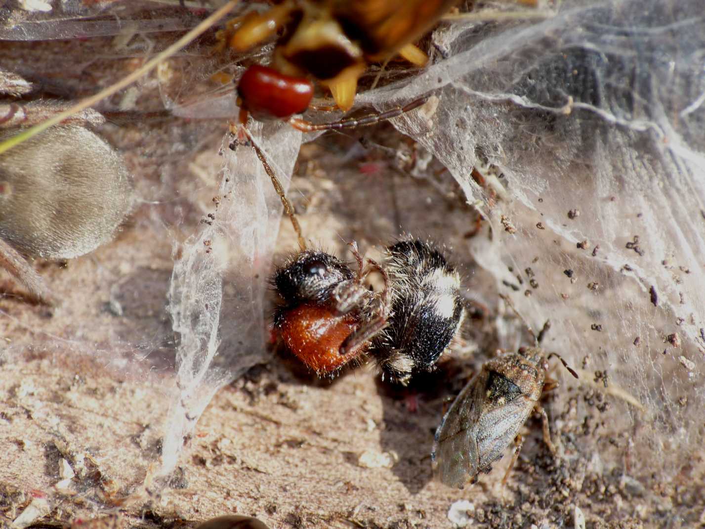 Mutille svernanti & ragni: M. quinquemaculata + R. ghilianii